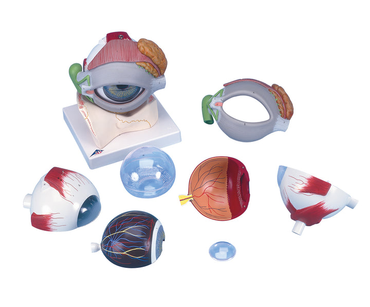 3B Eye 5 times full-size 8-part w/ Eyelid and Lachrymal System