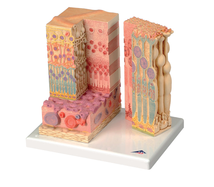 3B 3B MICROanatomyÃ¢â€žÂ¢ Eye