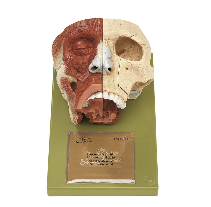 SOMSO Nose and Nasal Cavities