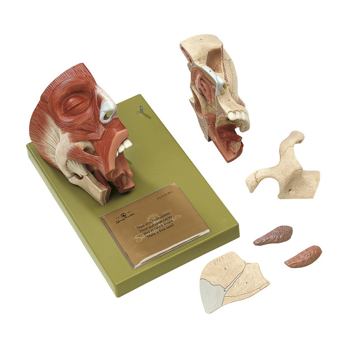 SOMSO Nose and Nasal Cavities
