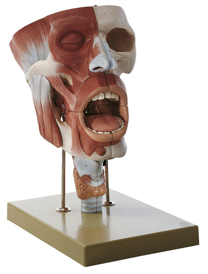 SOMSO Cavities of Nose, Mouth and Throat with Larynx