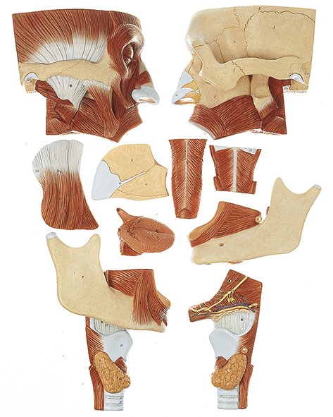 SOMSO Cavities of Nose, Mouth and Throat with Larynx