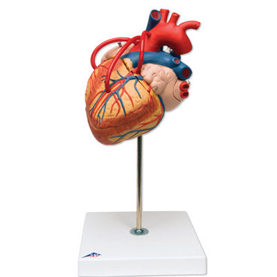 3B Heart w/ Bypass 2 times life-size 4-part