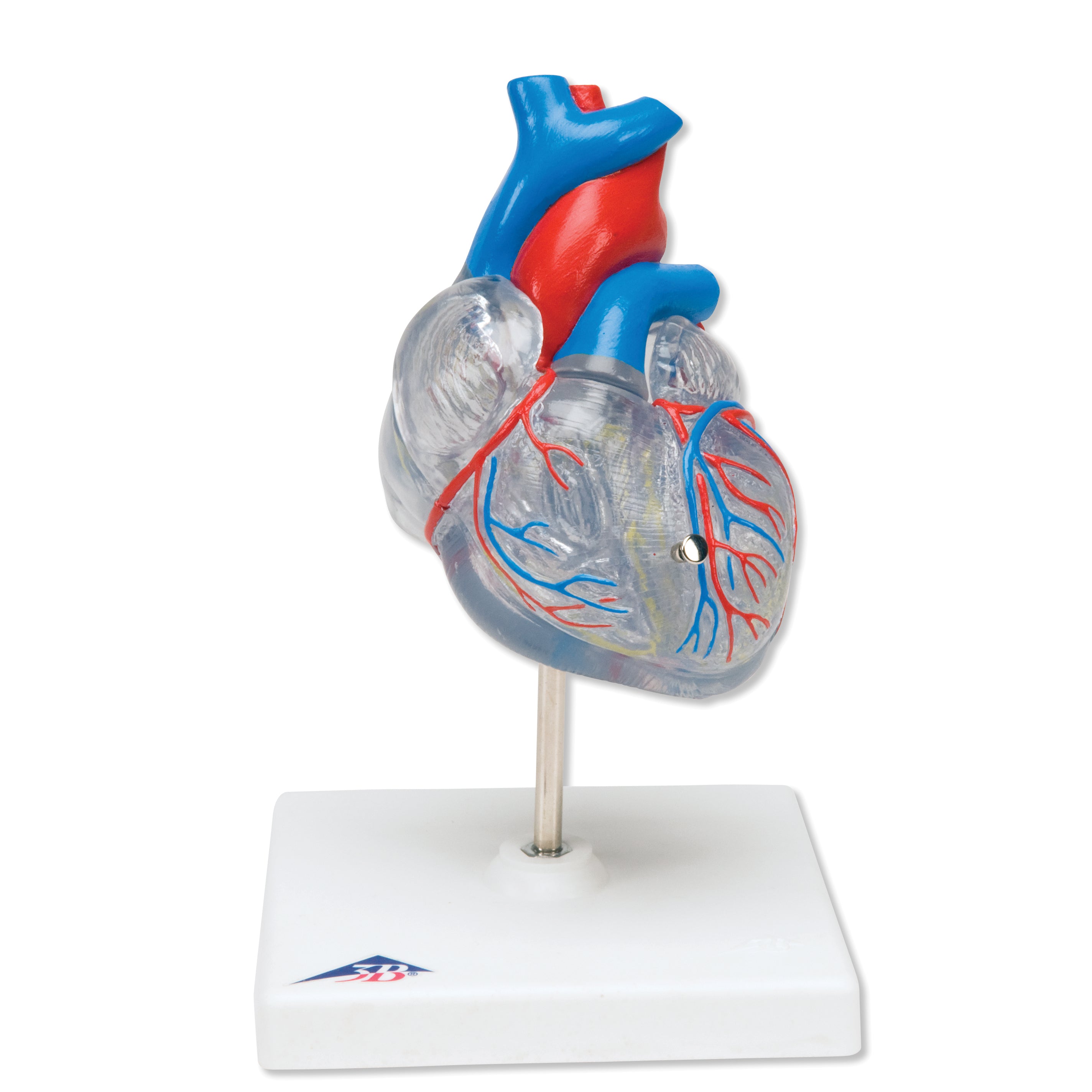 3B Classic Heart  w/ Conducting System 2-part