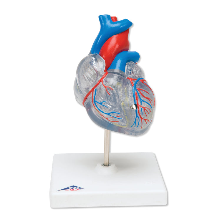 3B Classic Heart  w/ Conducting System 2-part