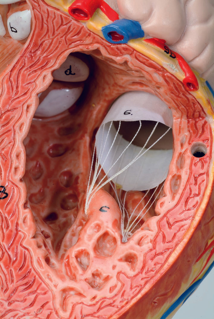 3B Heart2 time life-size 4-part