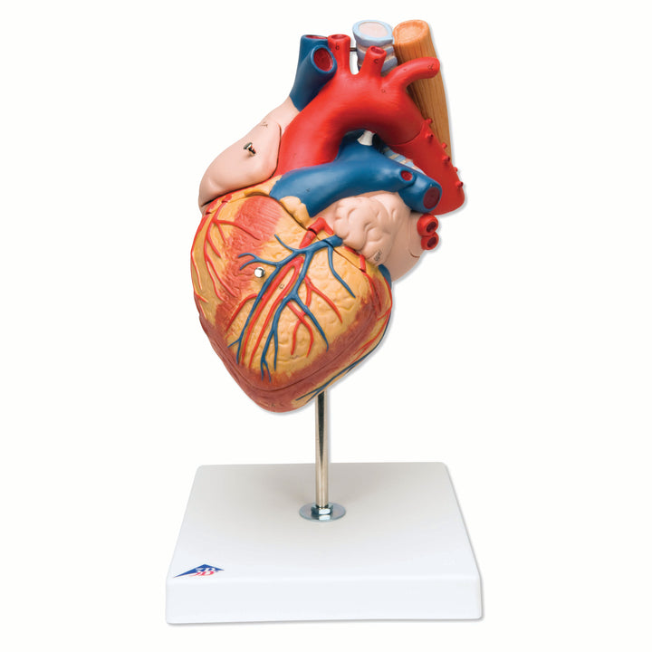 3B Heart w/ Esophagus a. Trach. 2 times life-size 5-part