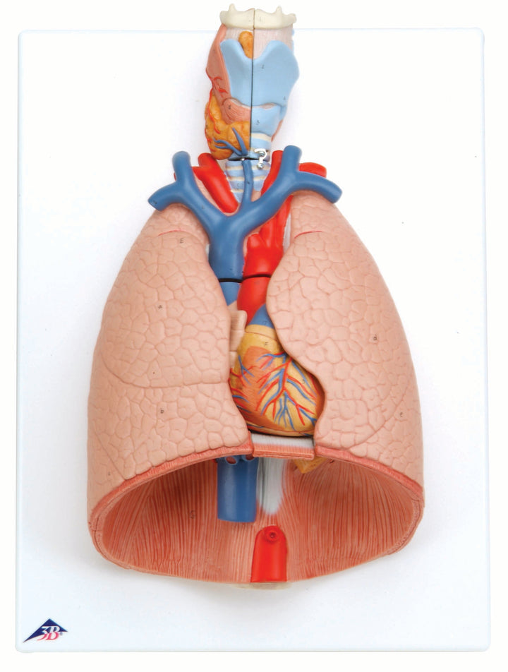 3B Lung Model w/ Larynx 7-part