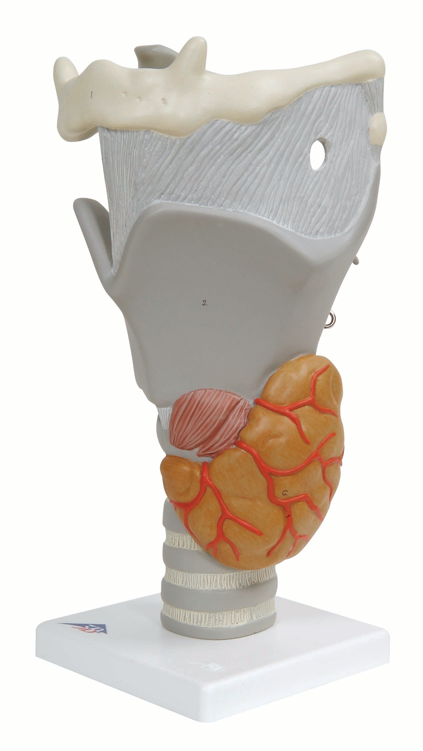 3B Functional Larynx 2.5 times