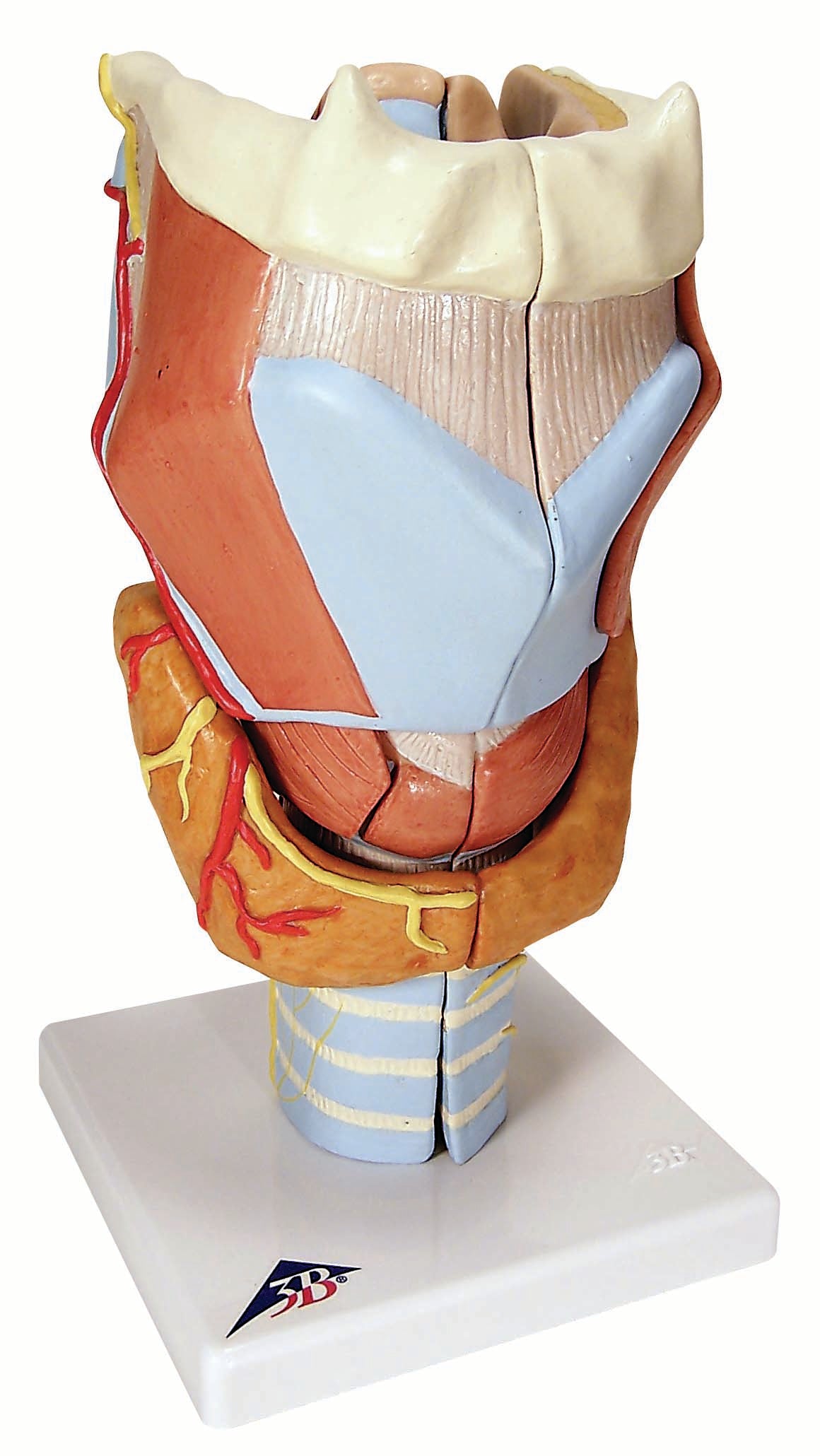 3B Larynx 7-part 2 times full-size