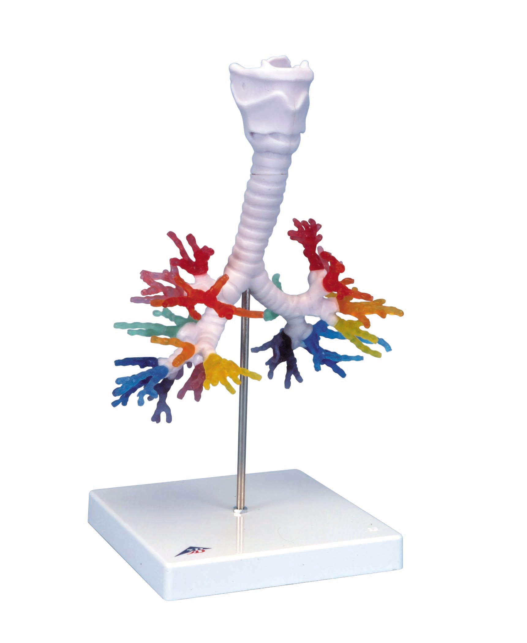 3B Larynx w/ Bronchial Tree