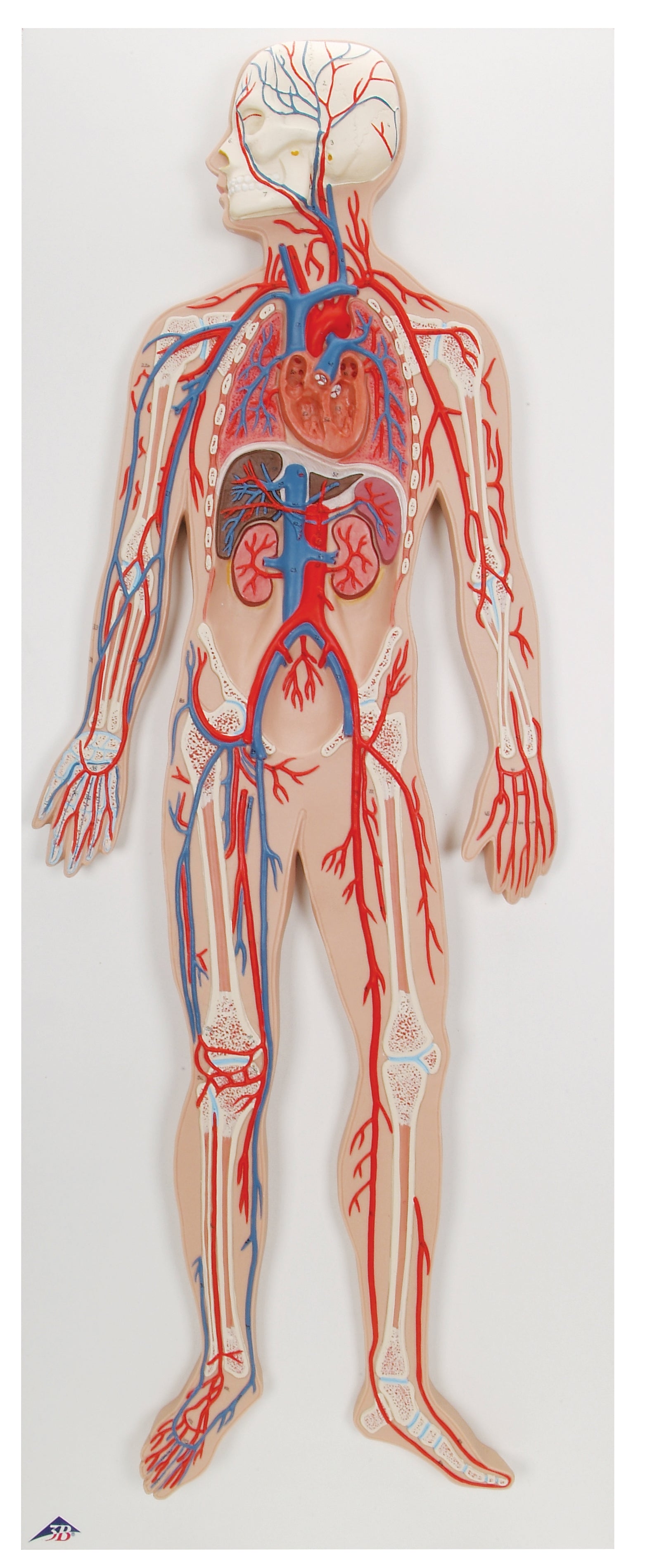 3B Circulatory System