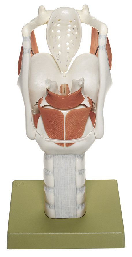 SOMSO Functional Model of the Larynx