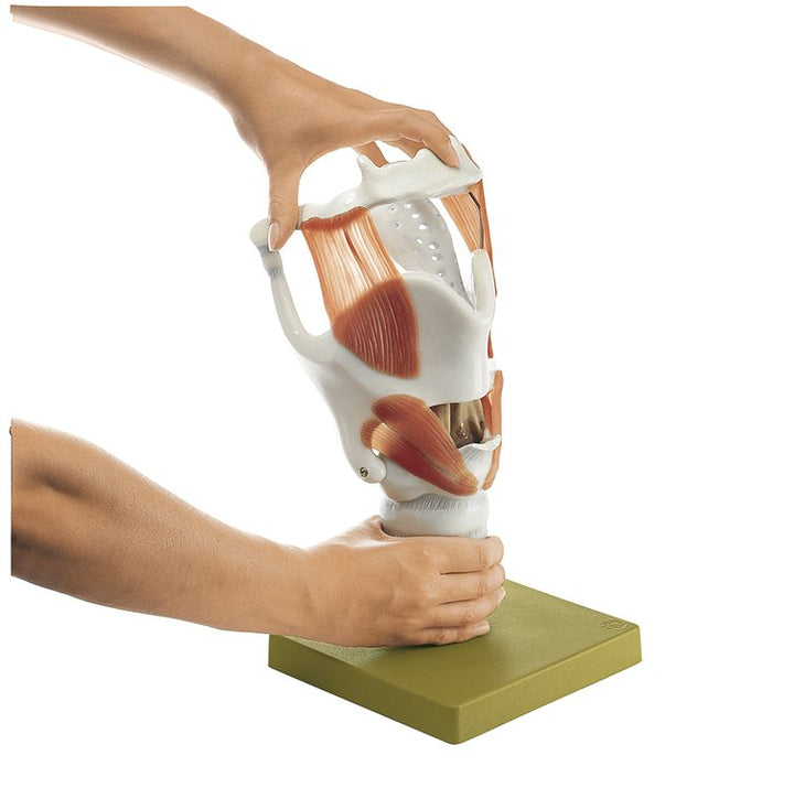 SOMSO Functional Model of the Larynx