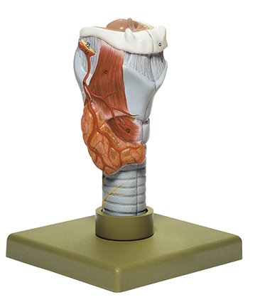 SOMSO Larynx