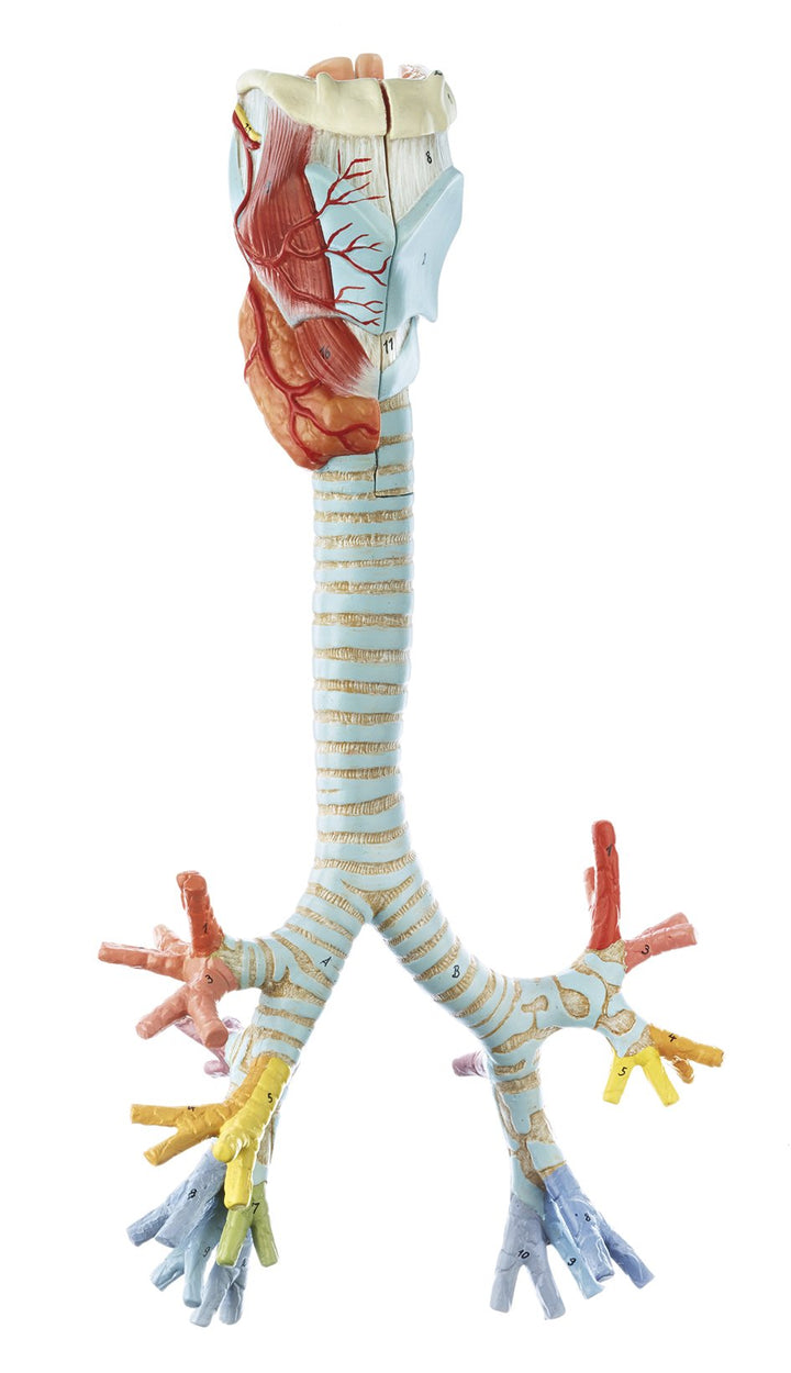 SOMSO Larynx with Trachea