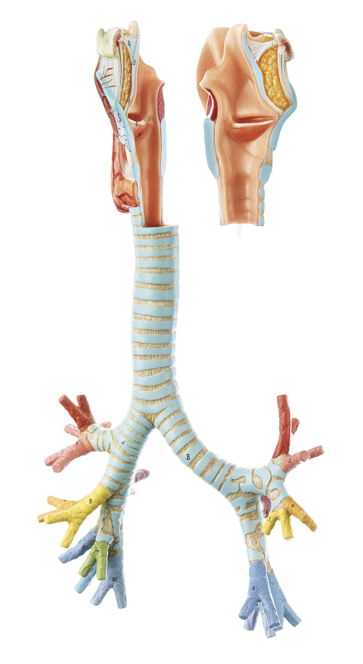 SOMSO Larynx with Trachea