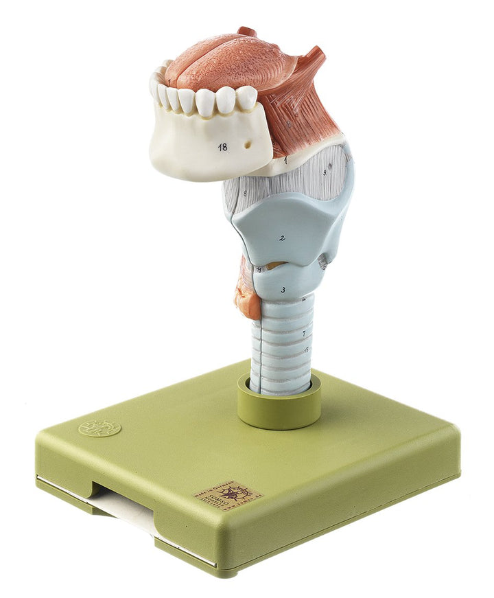 SOMSO Larynx with Tongue