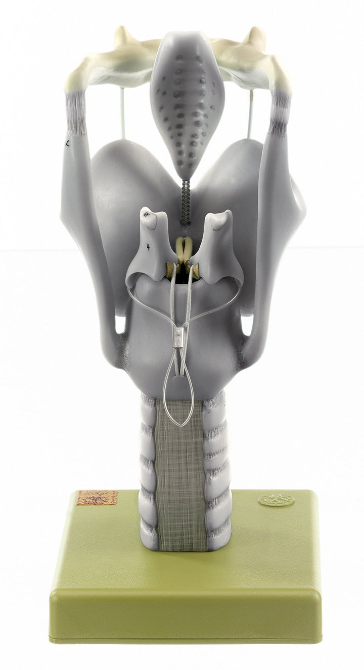 SOMSO Cartilages of the Larynx