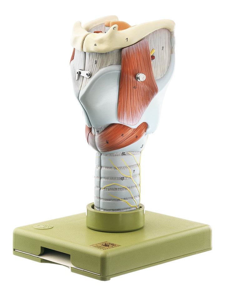 SOMSO Larynx
