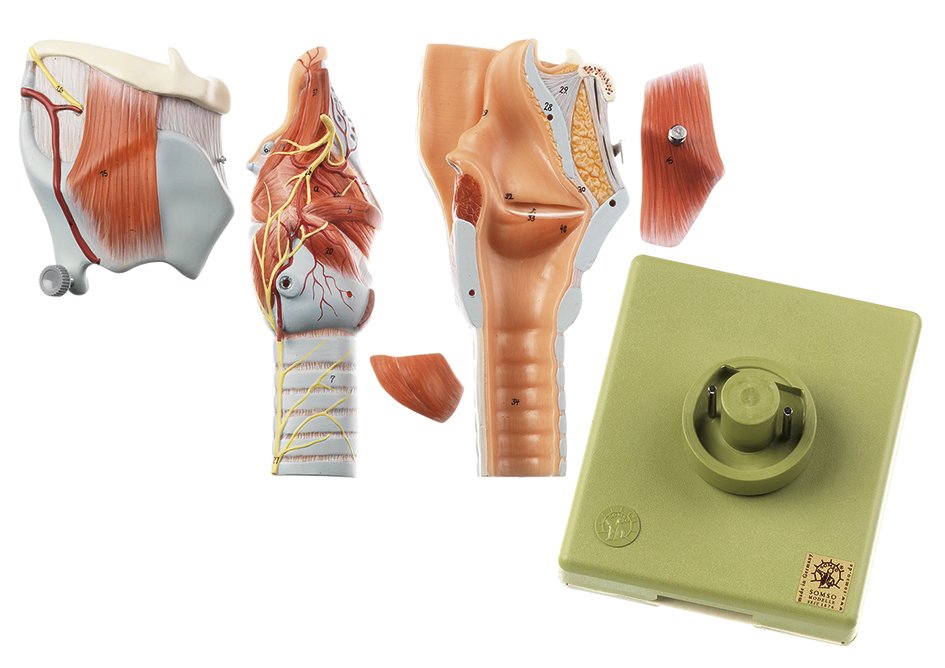 SOMSO Larynx