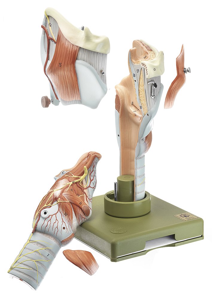 SOMSO Larynx