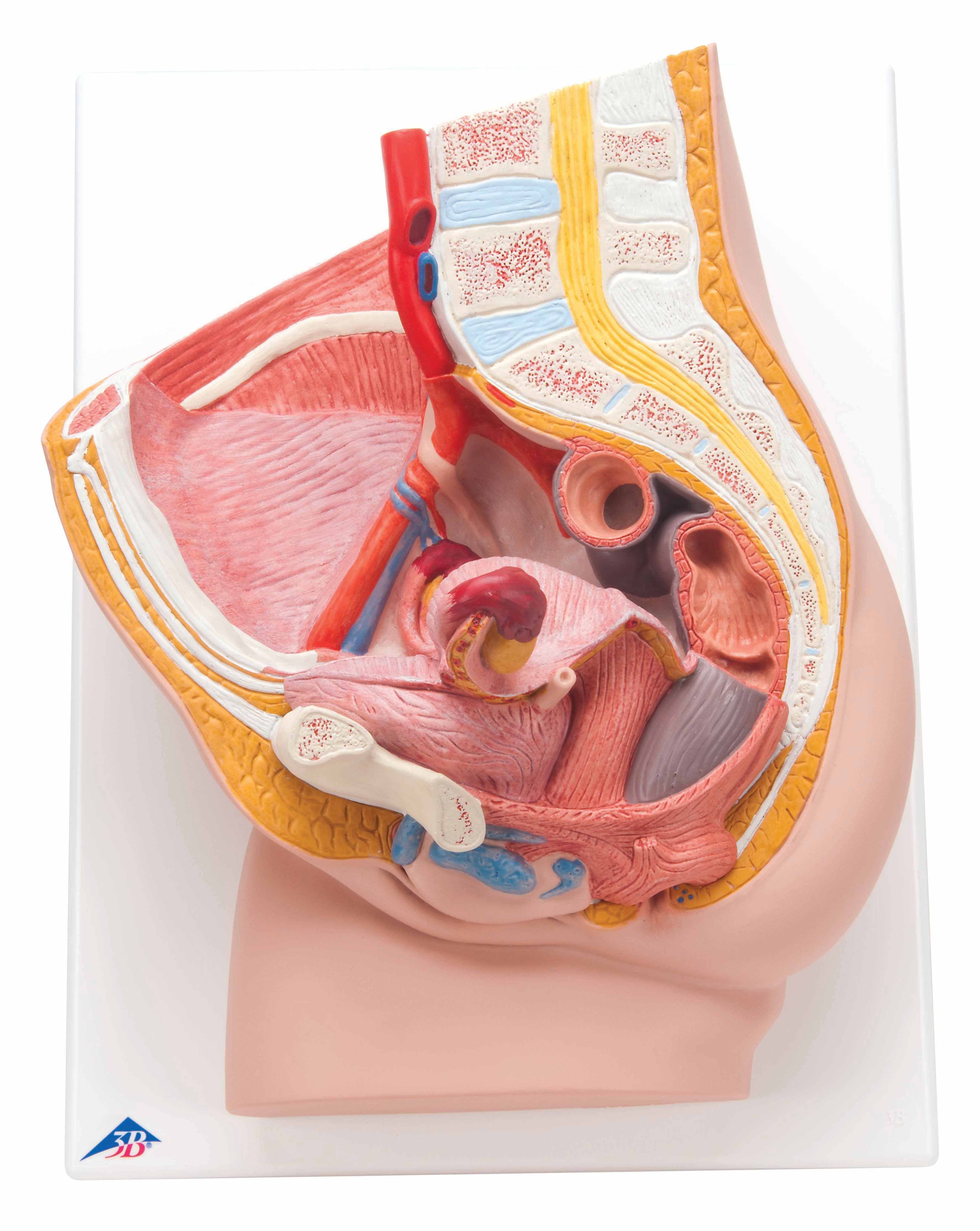 3B Female Pelvis 2-part