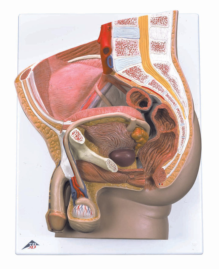 3B Male Pelvis 2-part