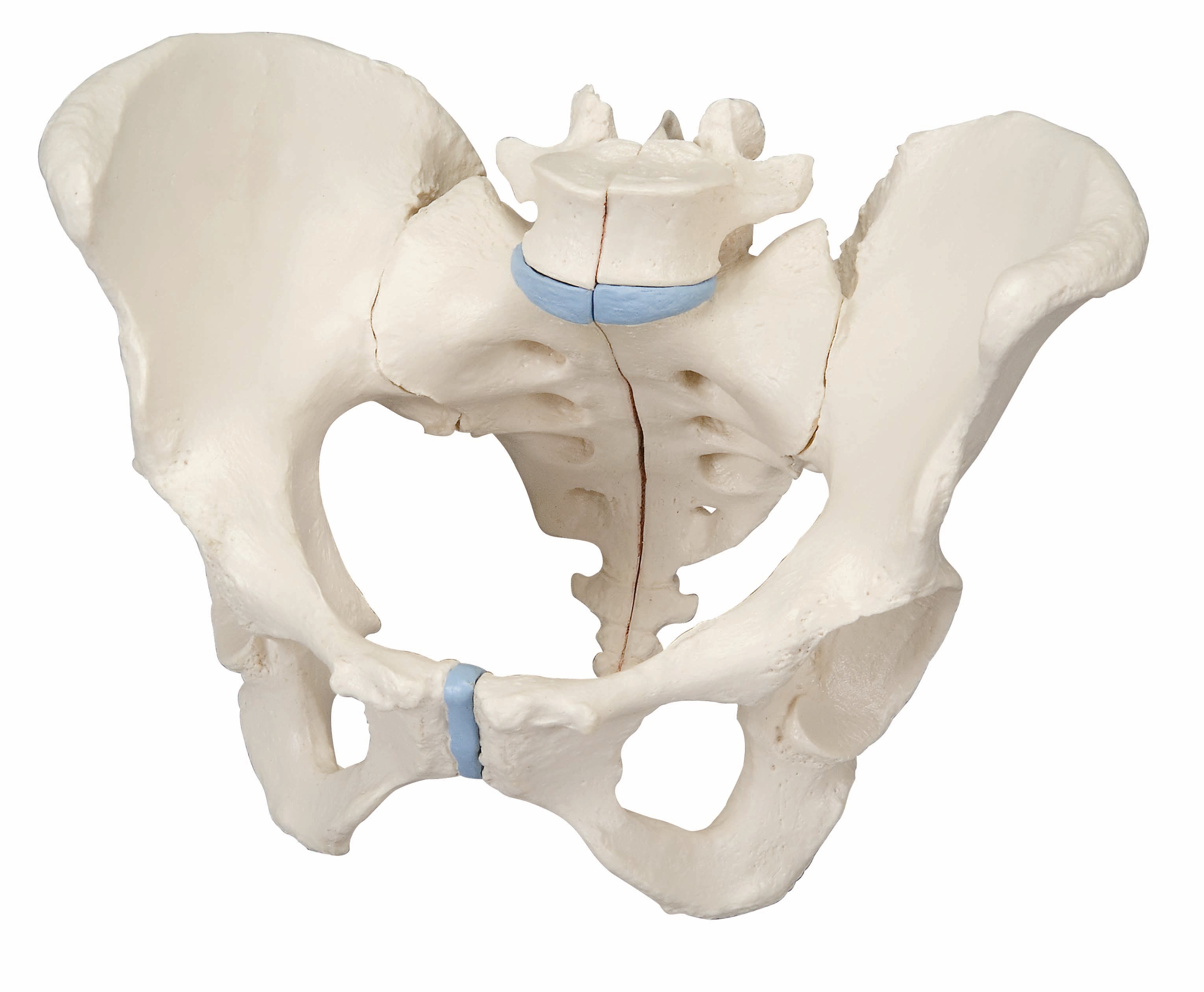 3B Female Pelvis 3 Part