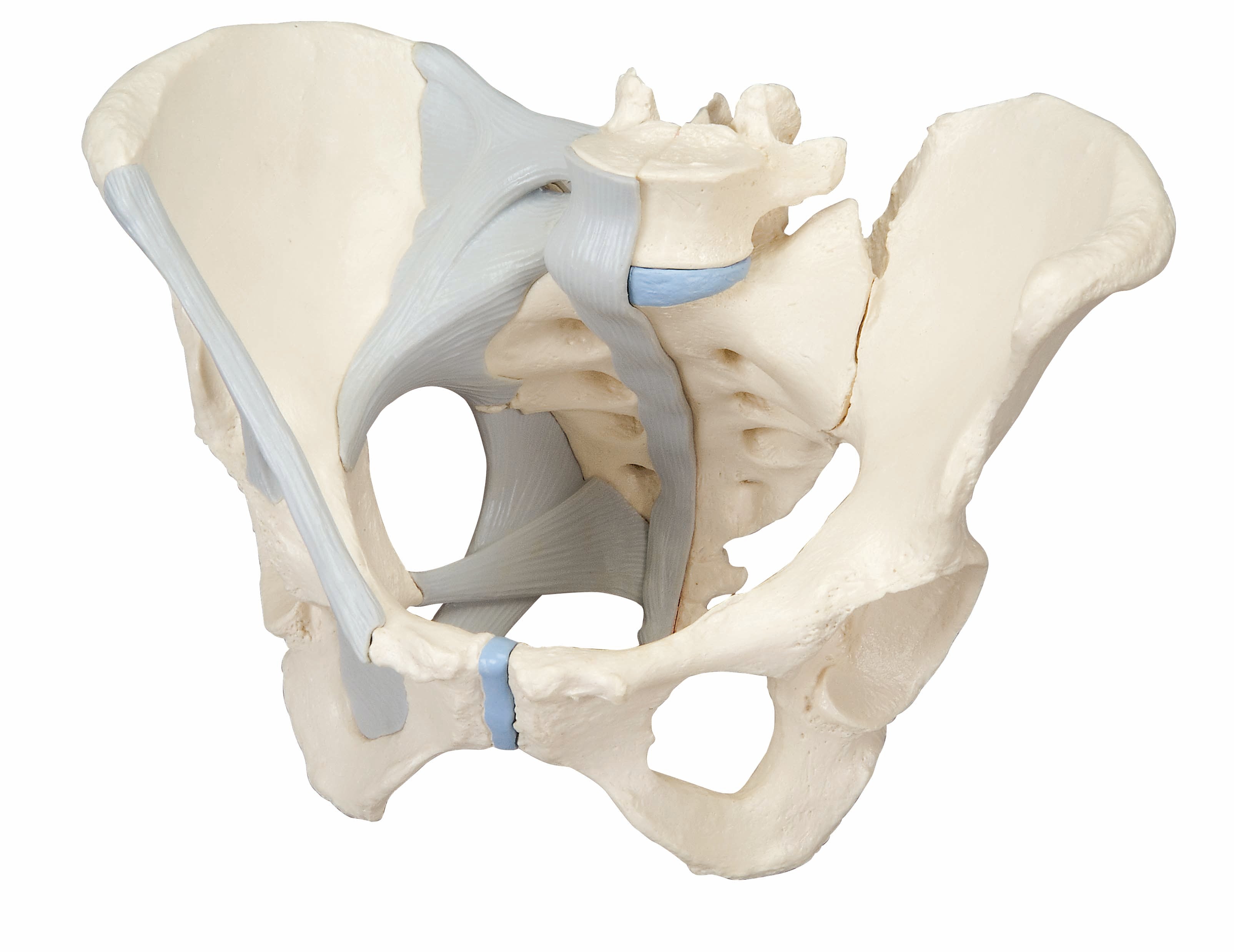 3B Female Pelvis w/ Ligaments 3 Part