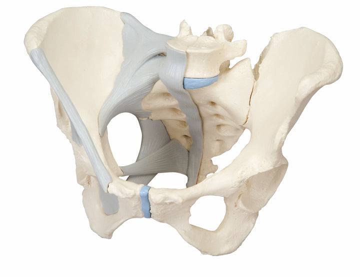 3B Female Pelvis w/ Ligaments 3 Part
