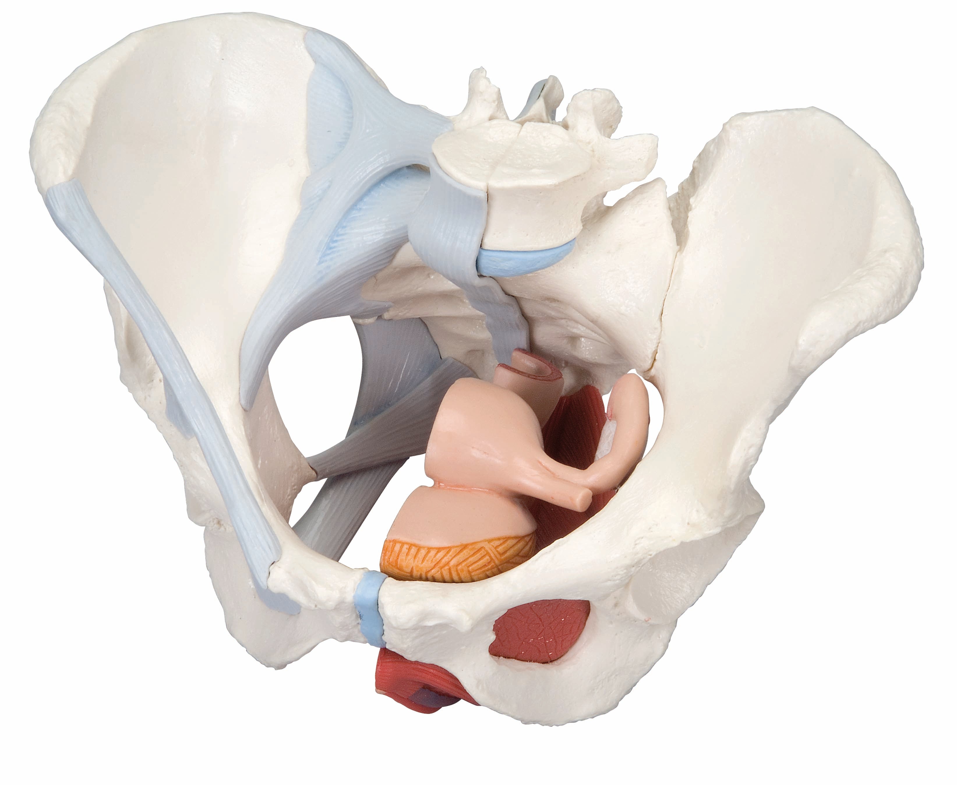 3B Female Pelvis w/ Ligaments 4 Part