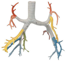 SOMSO Bronchial Tree