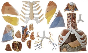 SOMSO Anatomy of the Thorax