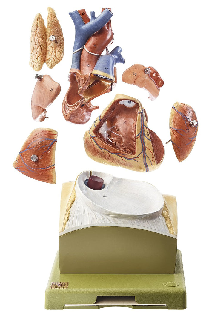 SOMSO Heart on Diaphragm Base