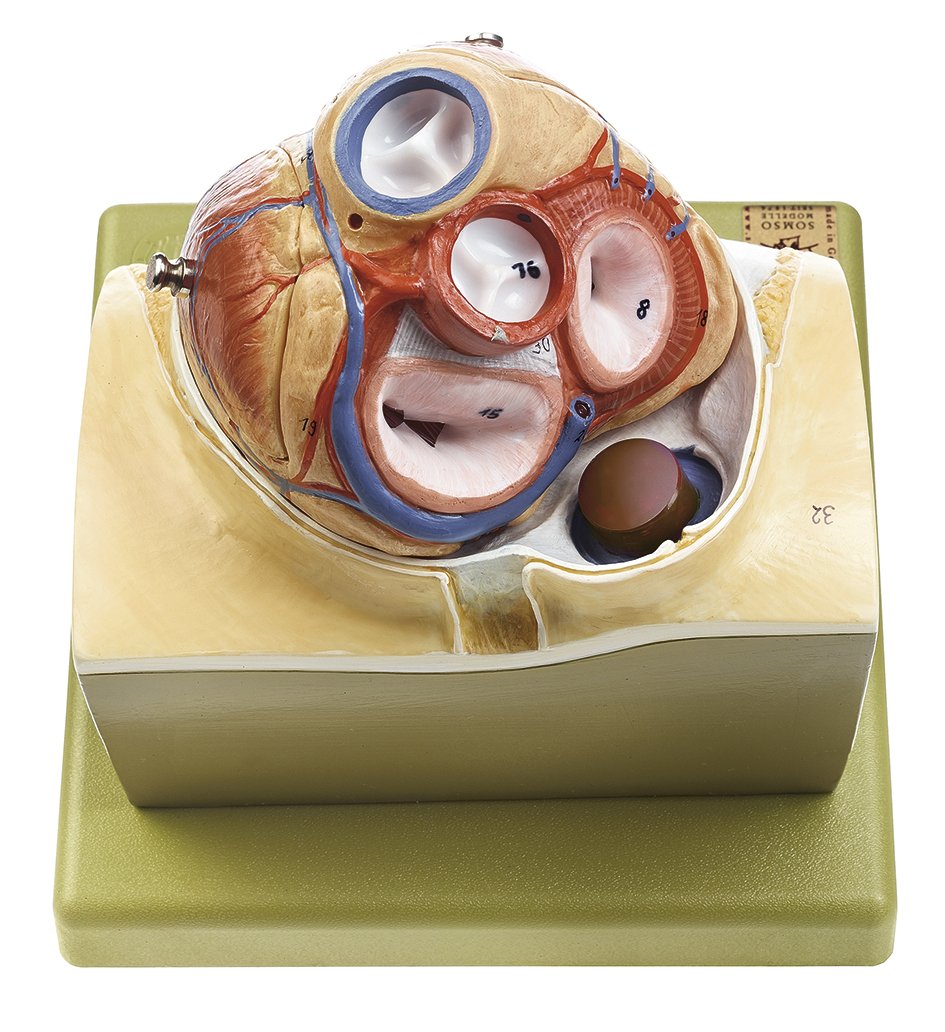 SOMSO Heart on Diaphragm Base