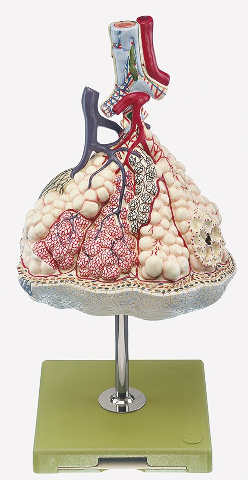 SOMSO Lobule of the Lung