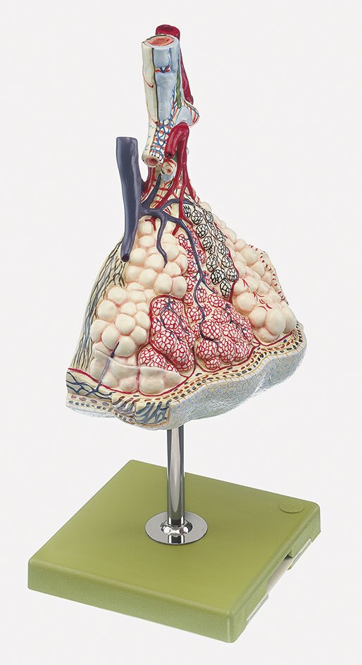 SOMSO Lobule of the Lung