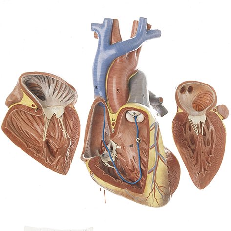 SOMSO Fetal Heart