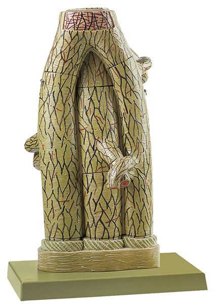 SOMSO Delicate Formation of an Artery and Veins