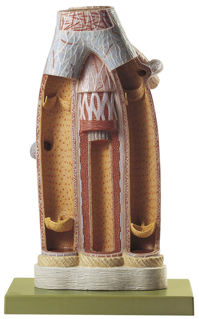 Circulatory Organs Models