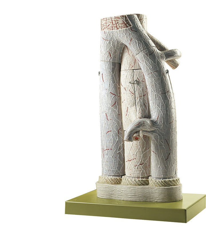 SOMSO Delicate Formation of an Artery and Veins