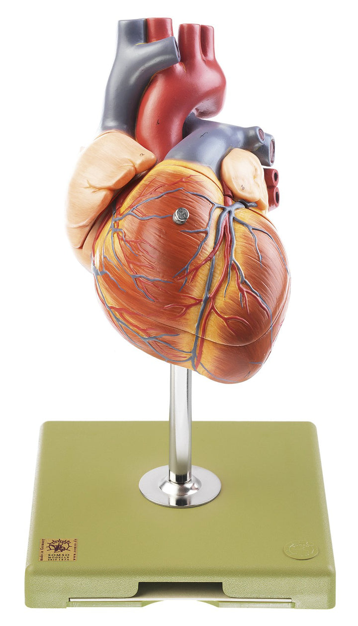 SOMSO Heart with Conducting System