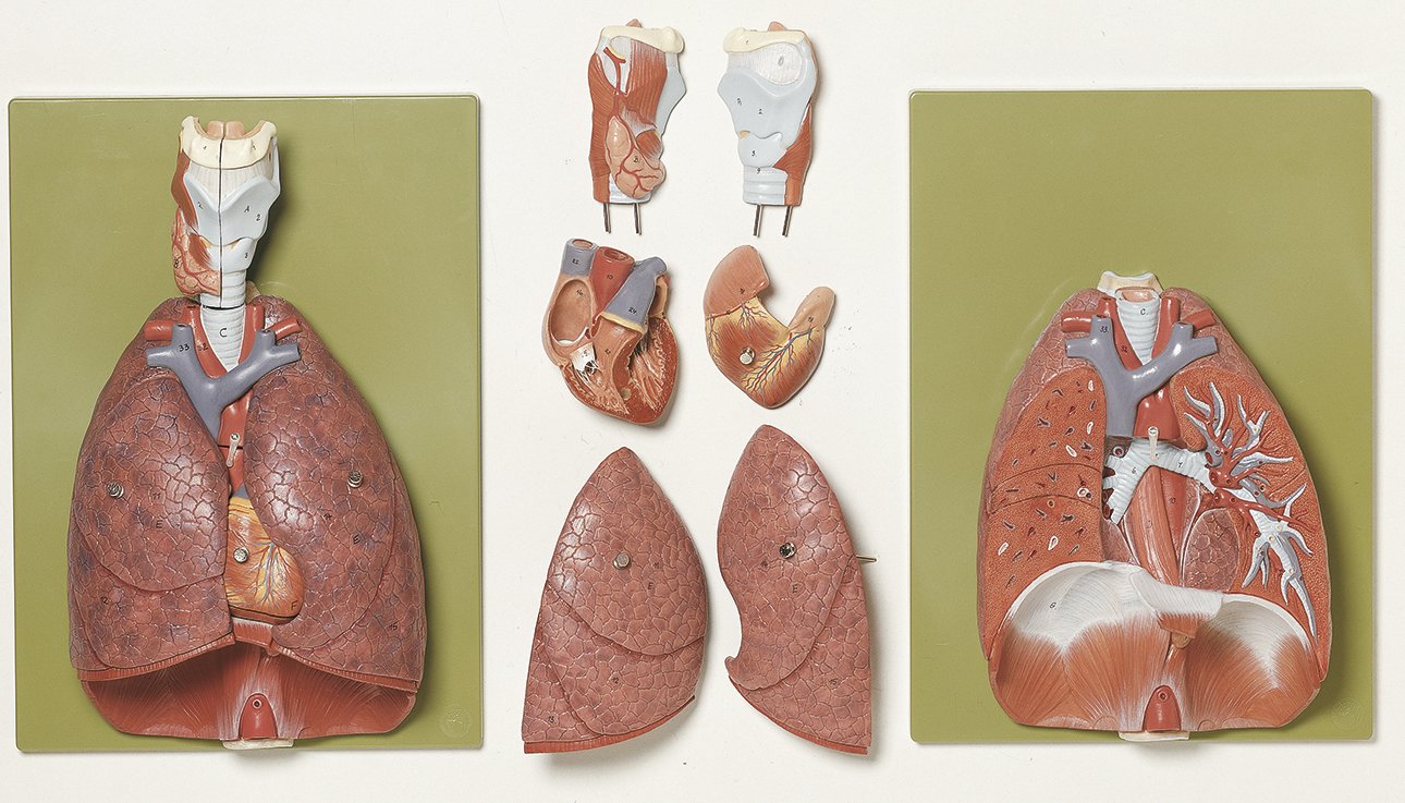 SOMSO Lungs with Heart, Diaphragm and Larynx