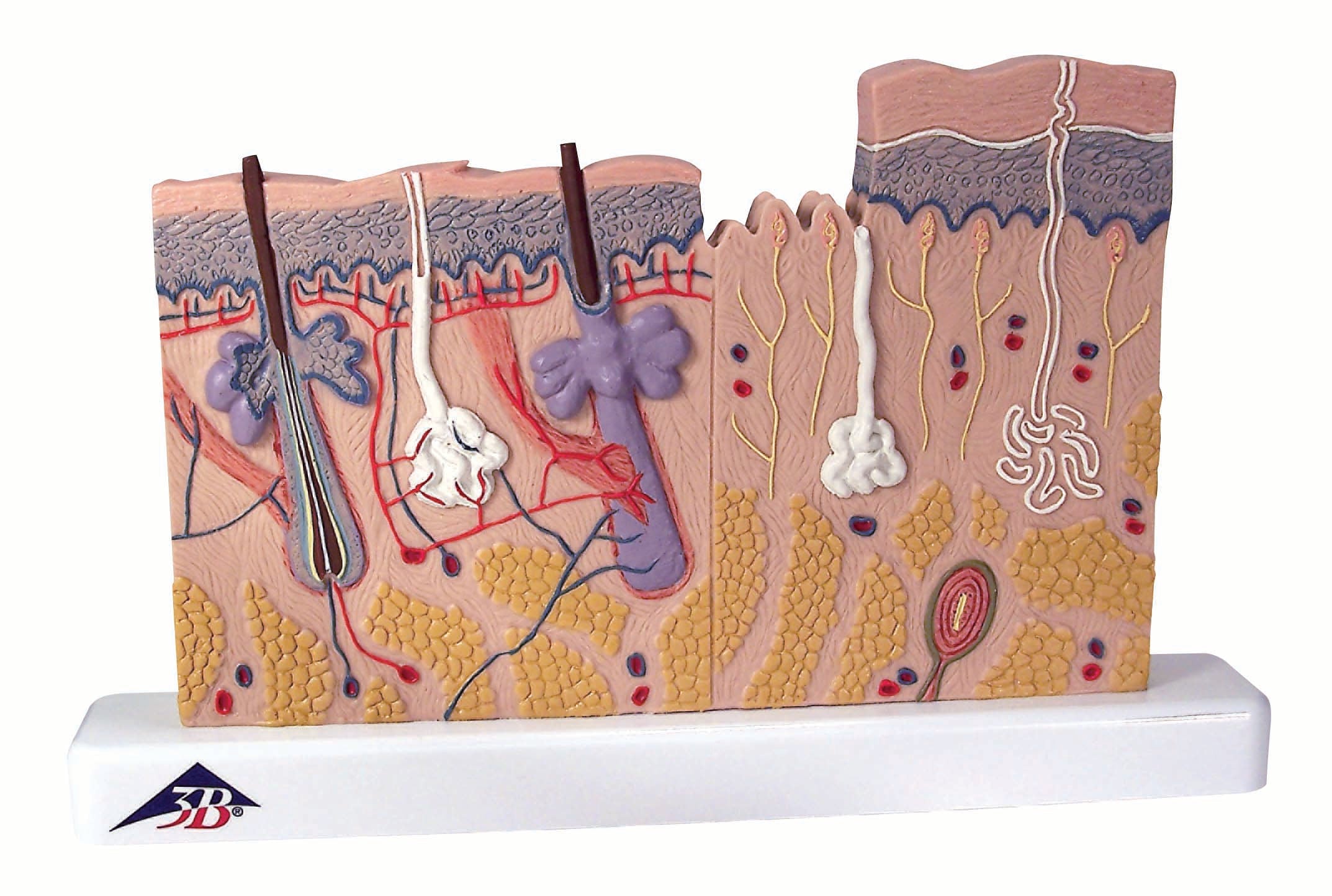 3B Skin Section 40 times full-size