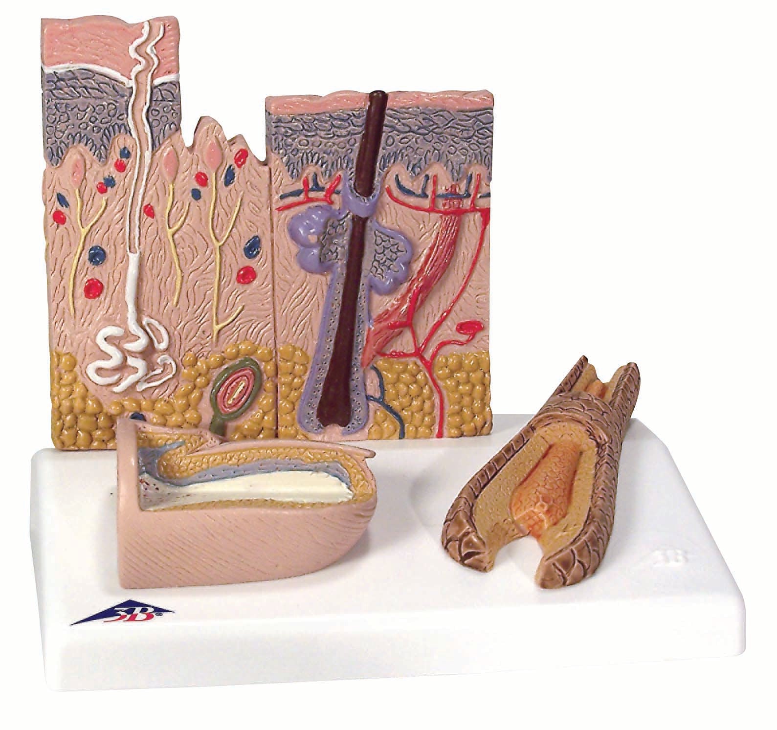 3B Skin Section w/ hair