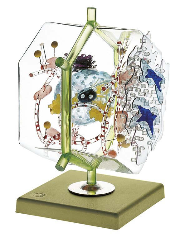 SOMSO Model of a Liver Cell