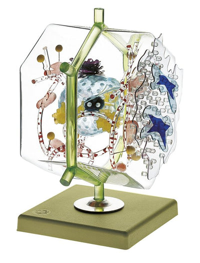 Digestive Organ Models
