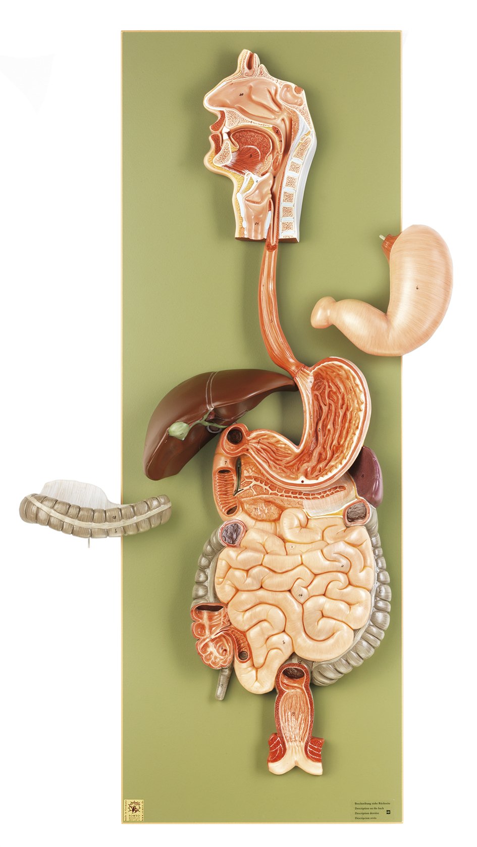SOMSO Digestive Tract (not ill.)