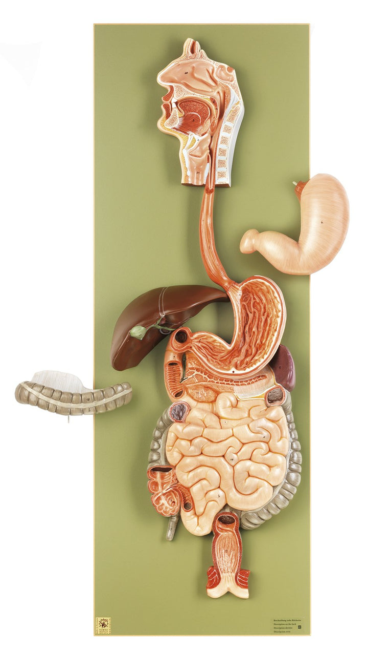 SOMSO Digestive Tract (not ill.)